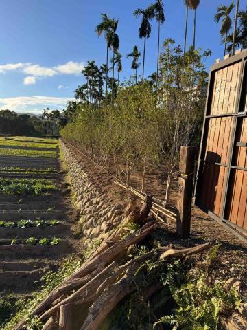 👑皇喬園藝《樹木修剪、伐木整地》 - 施工中