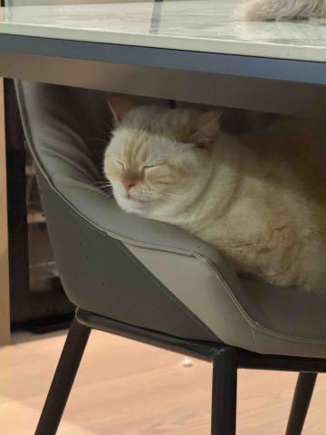 薩克斯風陳老師 ✨板橋上課、到府教學 - 