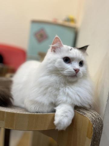 Ellen's pet care 到府寵物保姆 -  Ellen's pet care 到府寵物保姆 -