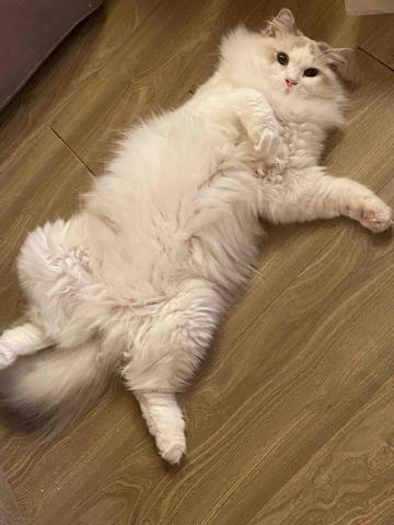 薩克斯風陳老師 ✨板橋上課、到府教學 - 