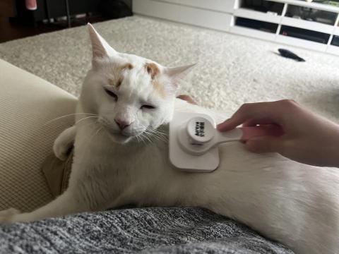 Ellen's pet care 到府寵物保姆 - 開心梳毛 Ellen's pet care 到府寵物保姆 - 開心梳毛