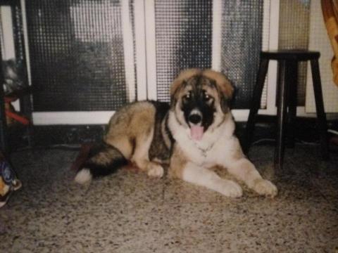 Nick 蔡志聰 - 愛犬 高加索