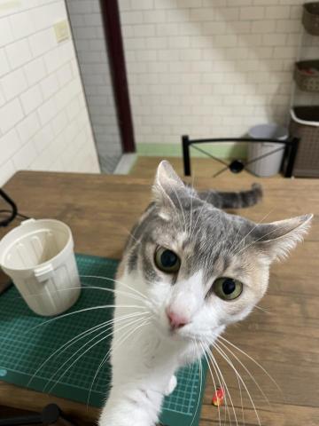 ChuTing - 搶著吃肉泥的孩子