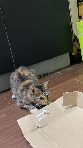 ChuTing - 準備襲擊逗貓（獵）棒（物）的小花