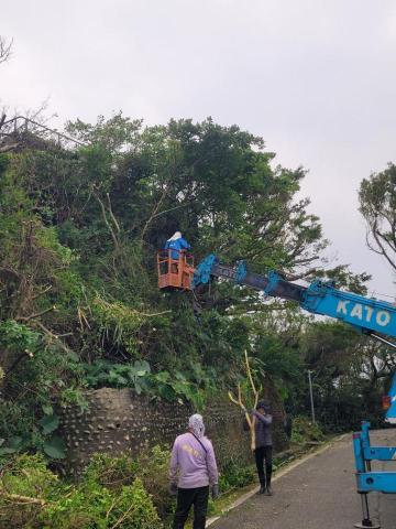 于森園藝企業社 （林先生） - 道路樹木修剪 施工中