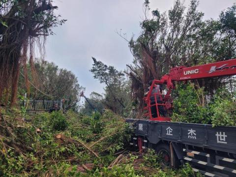 于森園藝企業社 （林先生） - 大面積樹木修剪施工中