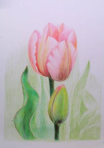 小星人俱樂部 - #色鉛筆 小星人俱樂部 - #色鉛筆