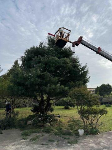 🪽森羽園藝 - 五葉松修剪
