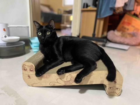 專業鏟屎官小茜 - 