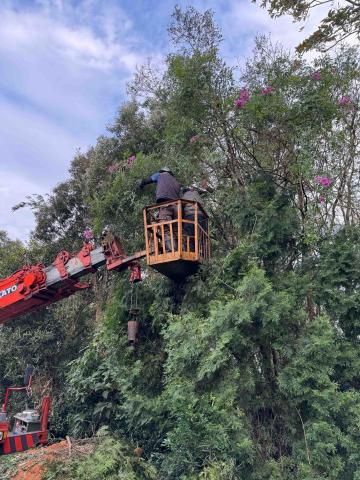 🪽森羽園藝 - 鋸樹