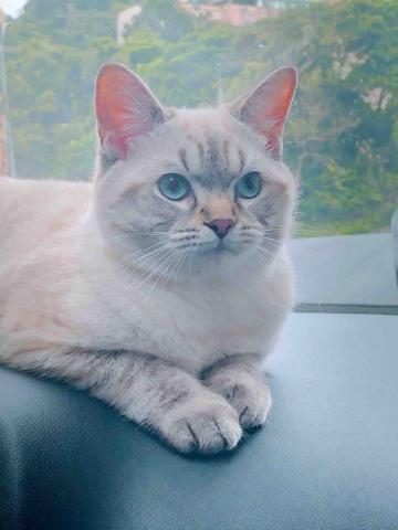 提供奶粉服務的專家楊雪英