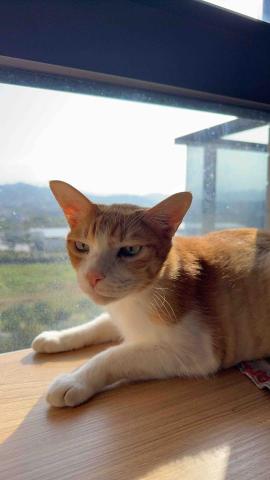 陳雅君 - 客戶家中11歲貓咪