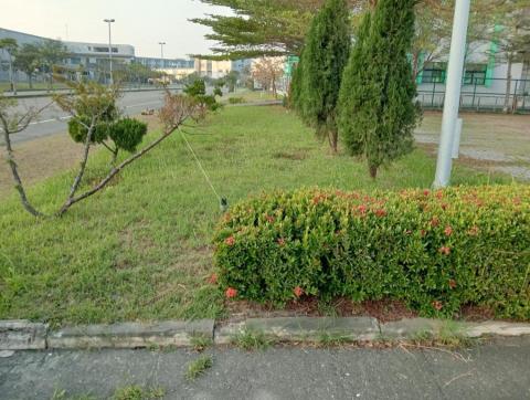 王東明 - 除草前拍照 王東明 - 除草前拍照