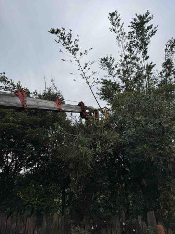 🪽森羽園藝 - 桃園鋸樹