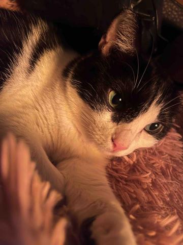 專業鏟屎官小茜 - 小公主烤暖爐