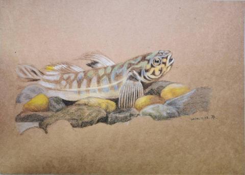 小星人俱樂部 - #色鉛筆 小星人俱樂部 - #色鉛筆