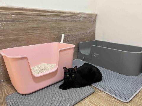 專業鏟屎官小茜 - 