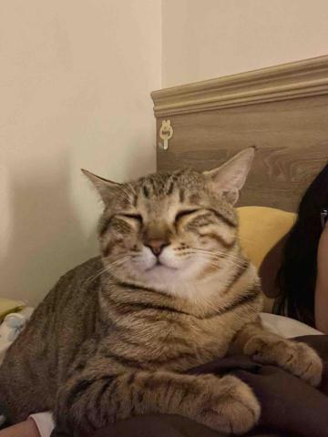 專業鏟屎官小茜 - 