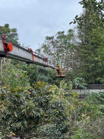 🪽森羽園藝 - 鋸樹矮化