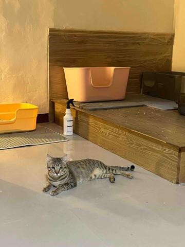 專業鏟屎官小茜 - 在廁所拍網美照