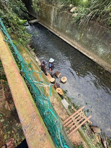 🪽森羽園藝 - 倒樹清除