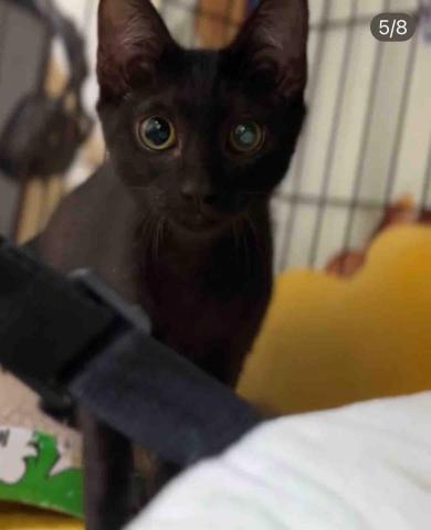 專業鏟屎官小茜 - 