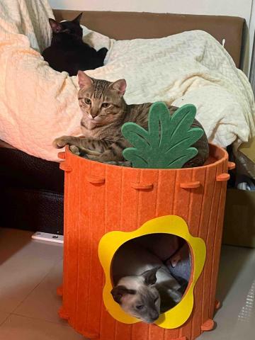 專業鏟屎官小茜 - 吹暖爐的孩子們