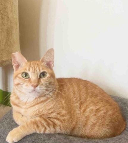 專業鏟屎官小茜 - 