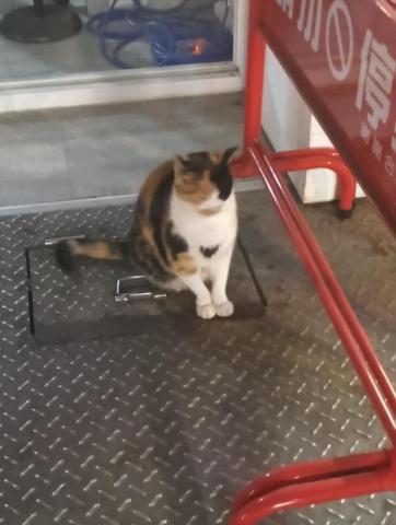 ILLAIN V - 想魯貓嗎 我帶你免費魯 三隻喔~~