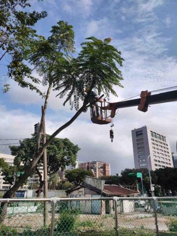 力友園藝造景 - 鋸樹施工