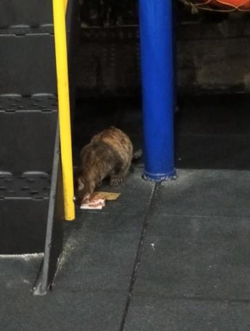 ILLAIN V - 我有愛心會喂流浪貓貓