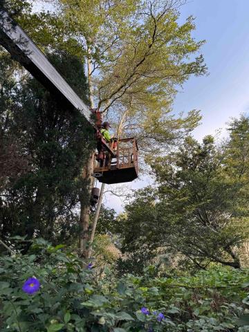 🪽森羽園藝 - 高空修剪