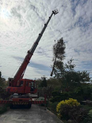 🪽森羽園藝 - 落羽松移除