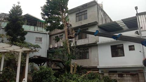 楓橋 - 八德康荷賞樹木移除施工中