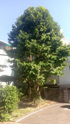 楓橋 - 八德康荷賞樹木移除