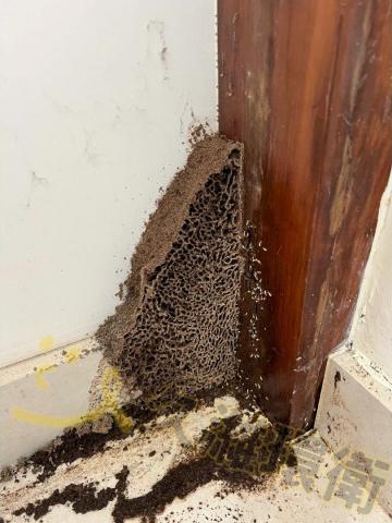 久濰環衛有限公司 - 住宅白蟻防治-小蟻巢