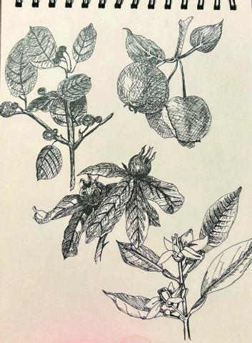 yan - 植物速寫練習