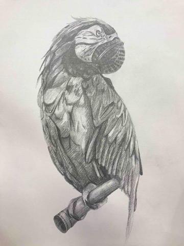 yan - 麥克風+鸚鵡&mdash;創意素描