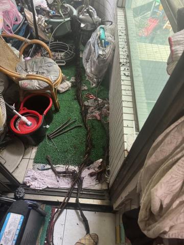 晉揚衛生工程行 - 住宅排水管堵塞結果是一條大樹根