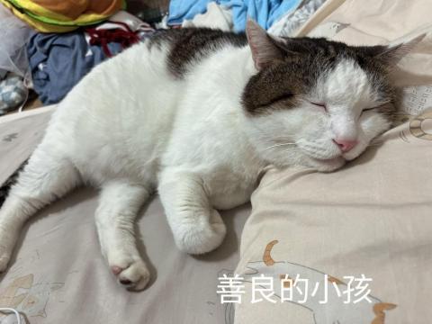 阿助托運專車2.1T（個人） - 