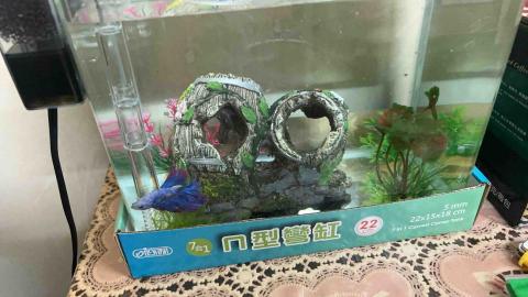 吳佩庭 - 換魚缸