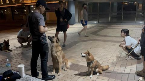 藏 訓犬-犬類訓練 矯正 -  藏 訓犬-犬類訓練 矯正 -