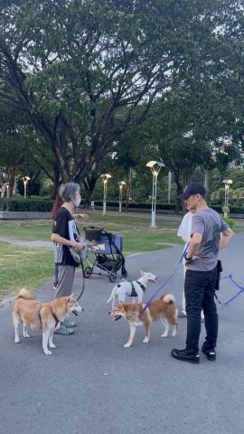 藏 訓犬-犬類訓練 矯正 -  藏 訓犬-犬類訓練 矯正 -