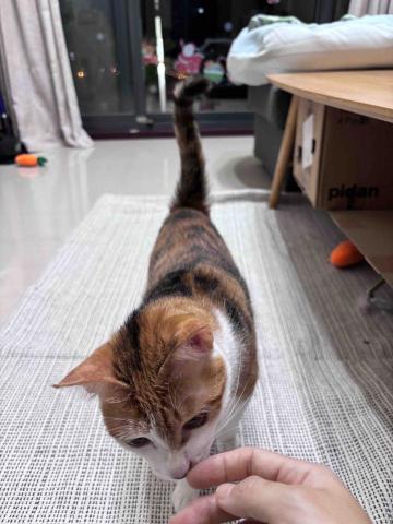 Purrsday.tw - 照護日常