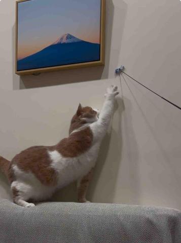 Purrsday.tw - 照護日常