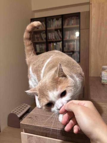 Purrsday.tw - 照護日常