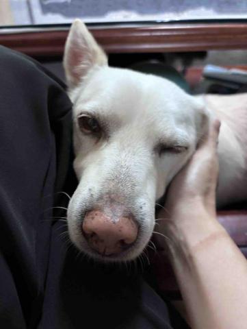 Purrsday.tw - 日常