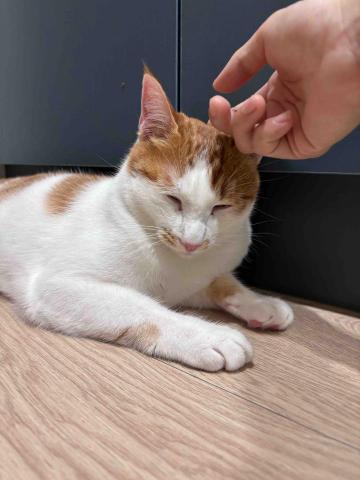 Purrsday.tw - 照護日常