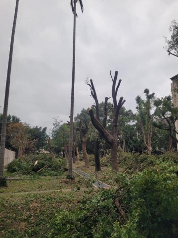 于森園藝企業社 （林先生） - 攀爬樹木矮化