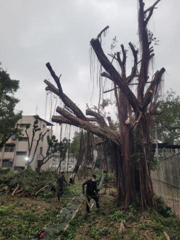 于森園藝企業社 （林先生） - 蜘蛛人上樹矮化